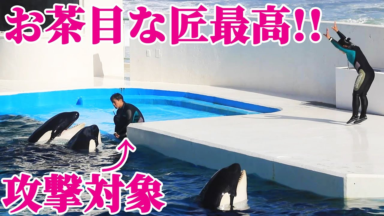 お茶目なラビーと匠が最高すぎる!! 鴨川シーワールド シャチ KamogawaSeaWorld  orca killerwhale