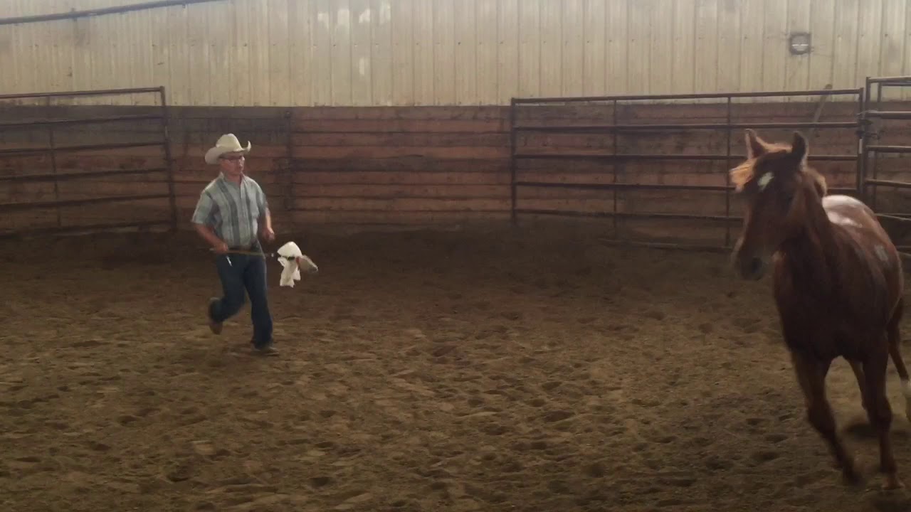 Offered For Sale - MY SMART CAT - Dual Smart Rey x Catswanna LTE $49,181