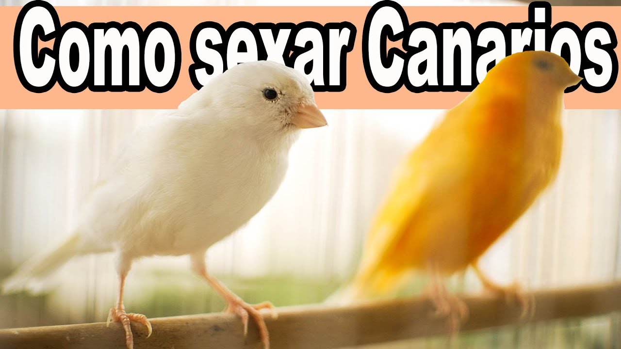 Diferenciar Canarios Macho Y Hembra - diferenciar el sexo de los canarios