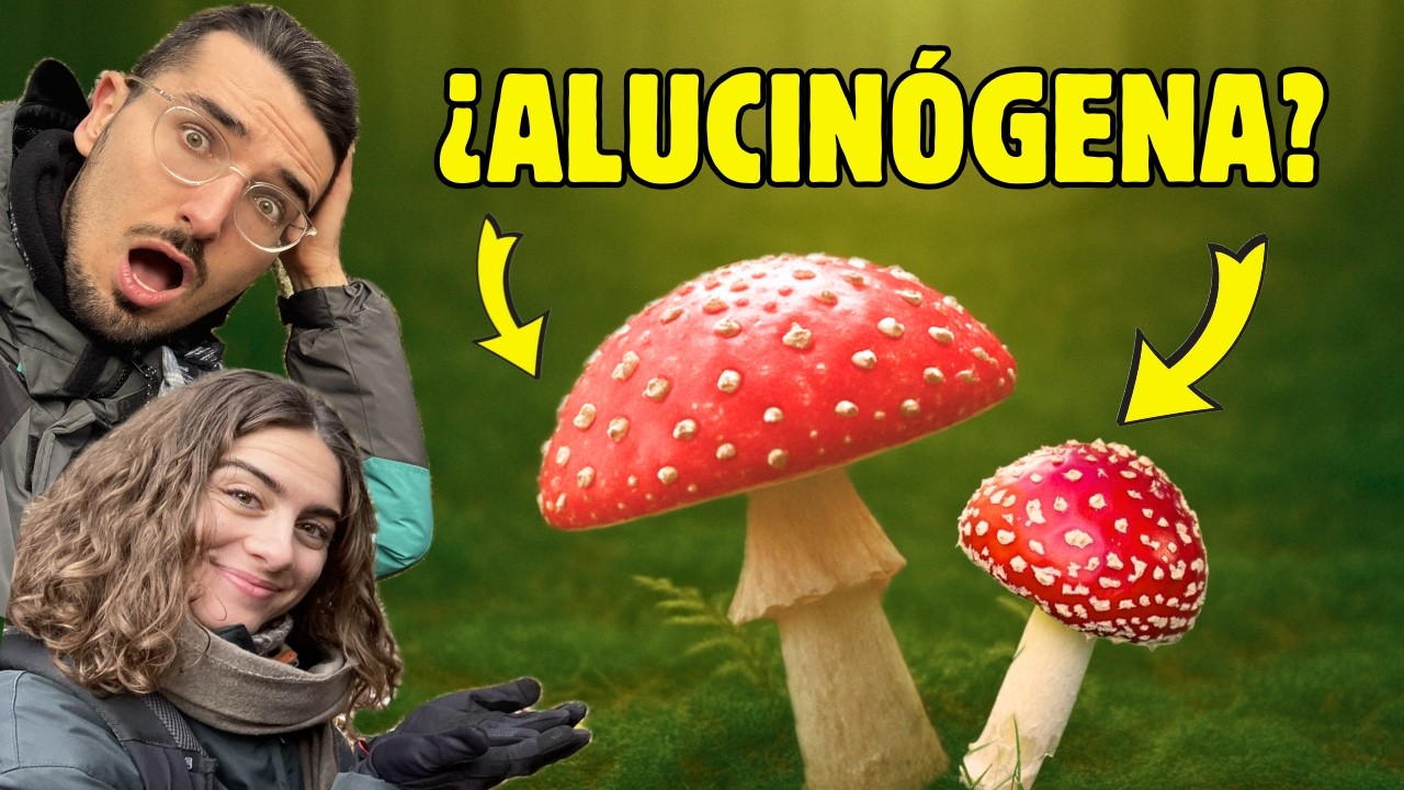 &iexcl;BUSCANDO SETAS EN EL BOSQUE! 🍄Todo lo que encontramos en un d&iacute;a