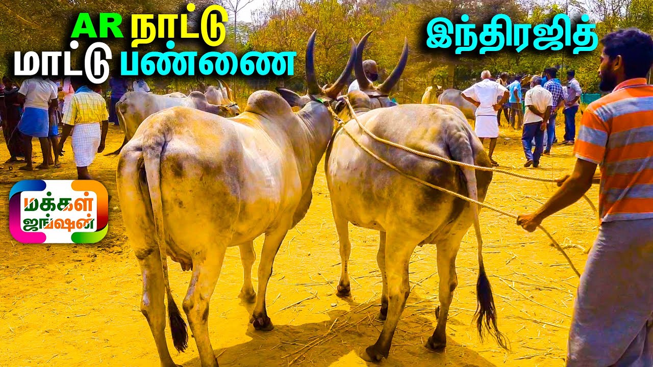 லட்சத்து 44000 , செம ஜோடி நிறை மாத சினை பசு || இந்திரஜித் , AR CATTLE FARM || AR நாட்டு மாட்டு பண்ணை