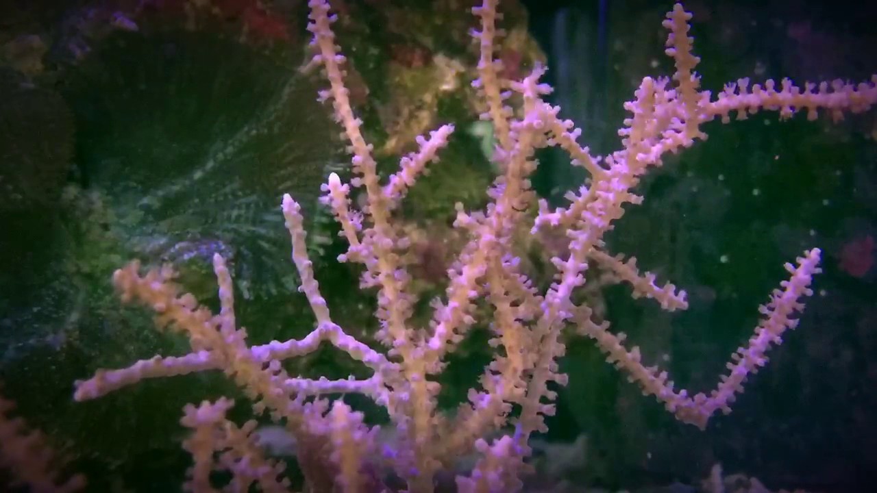 Gorgonia coral feeding response