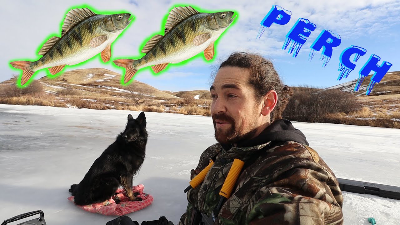 Ice Fishing Saskatchewan / Perch / Catching Minnow's! / First Ice Fishing Video!
