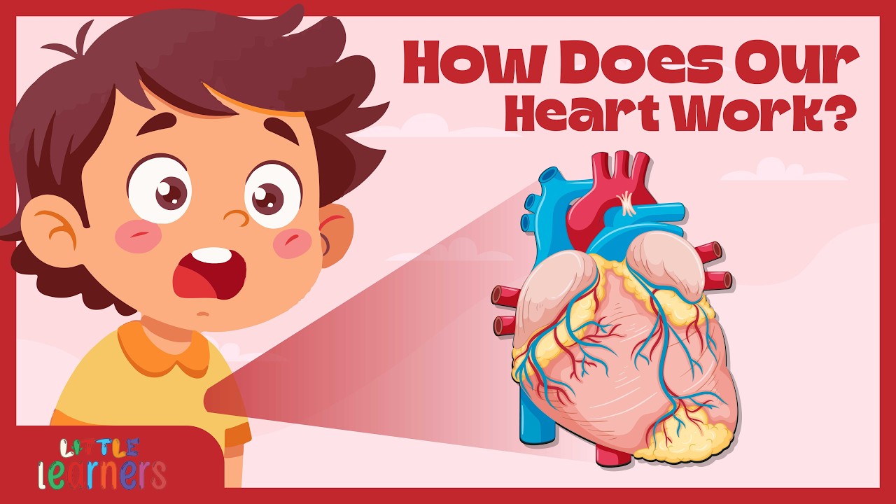 The Human Body: The Heart | How Does Human Heart Works? | The Heart Anatomy | #educational  #kids