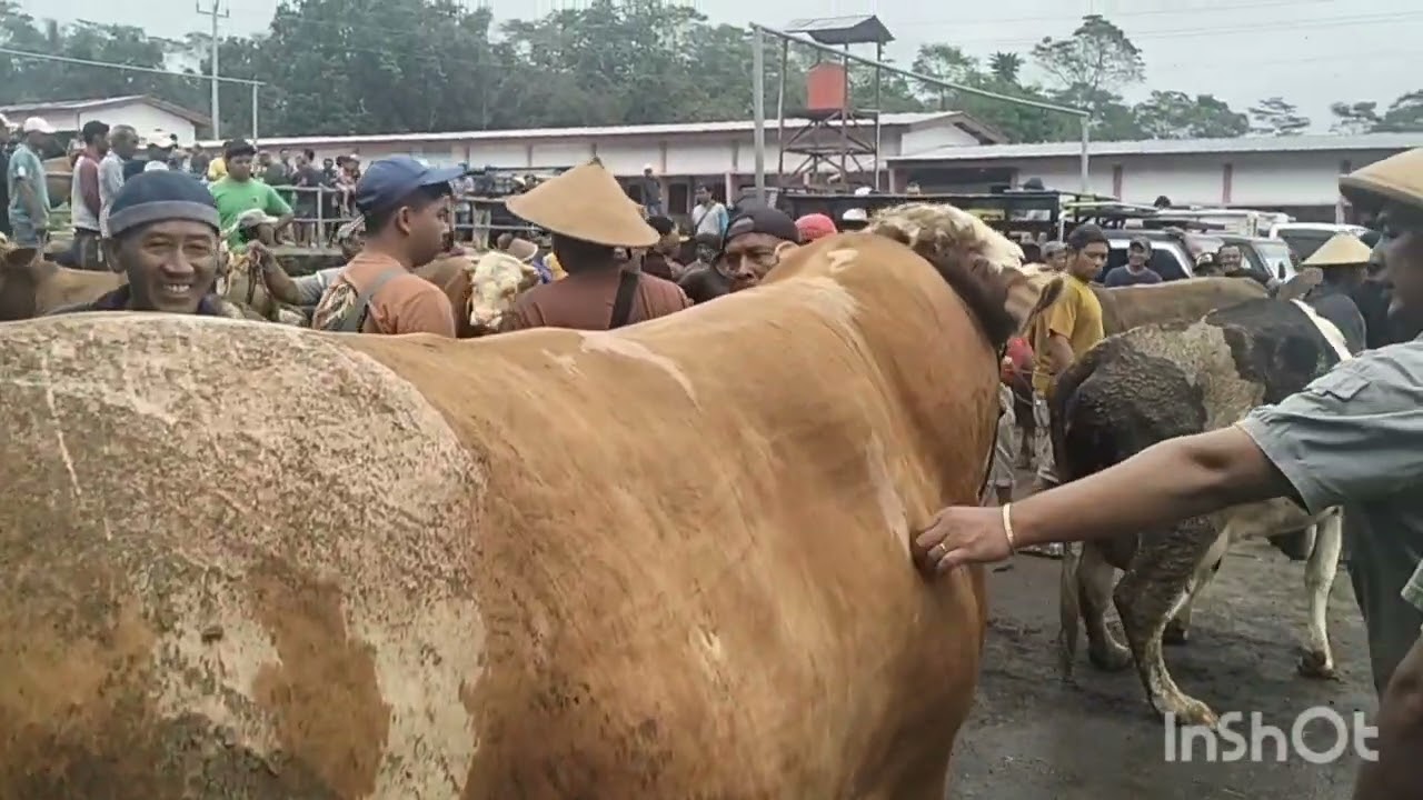 Lapak lemon pasar sapi jelok boyolali