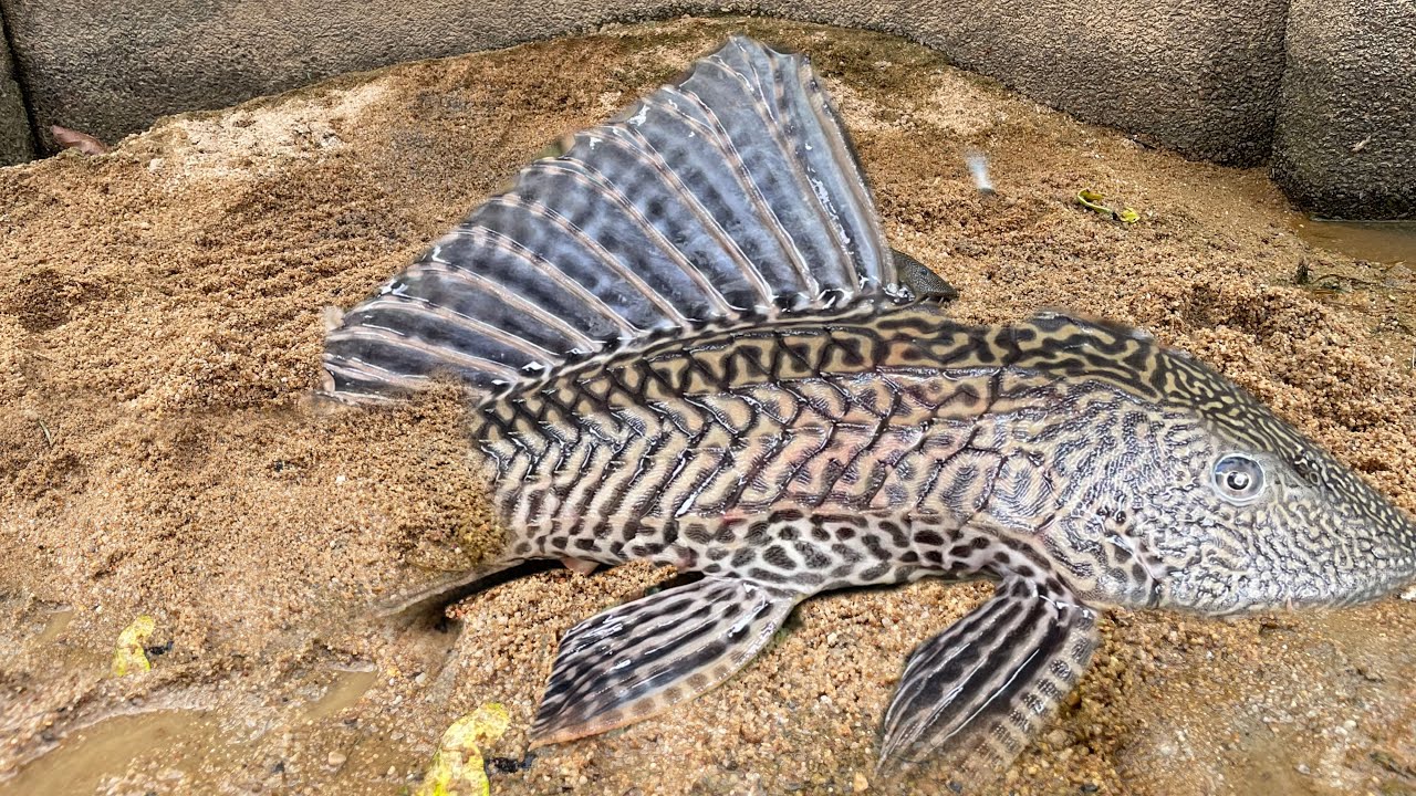 Uncovaring The Art Treditional Fishing:Supper Fishing Video And Hiden Boys#fishing#Fish#shorts 