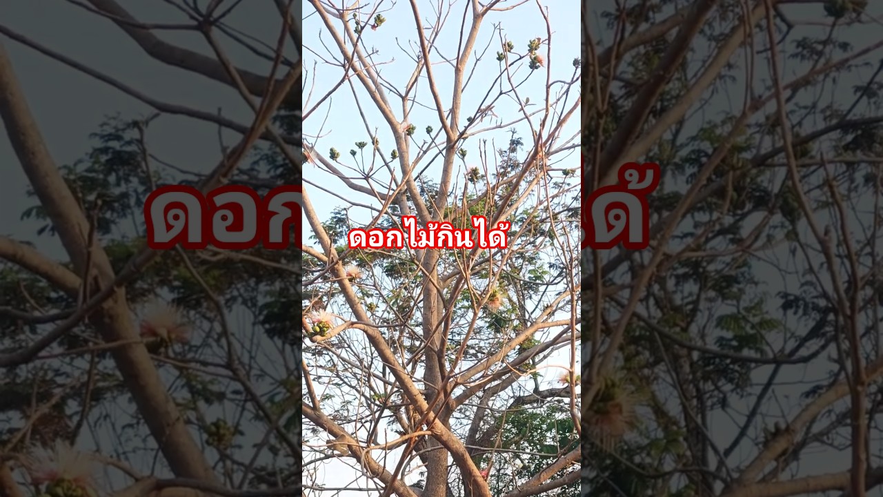 ดอกกะโดน