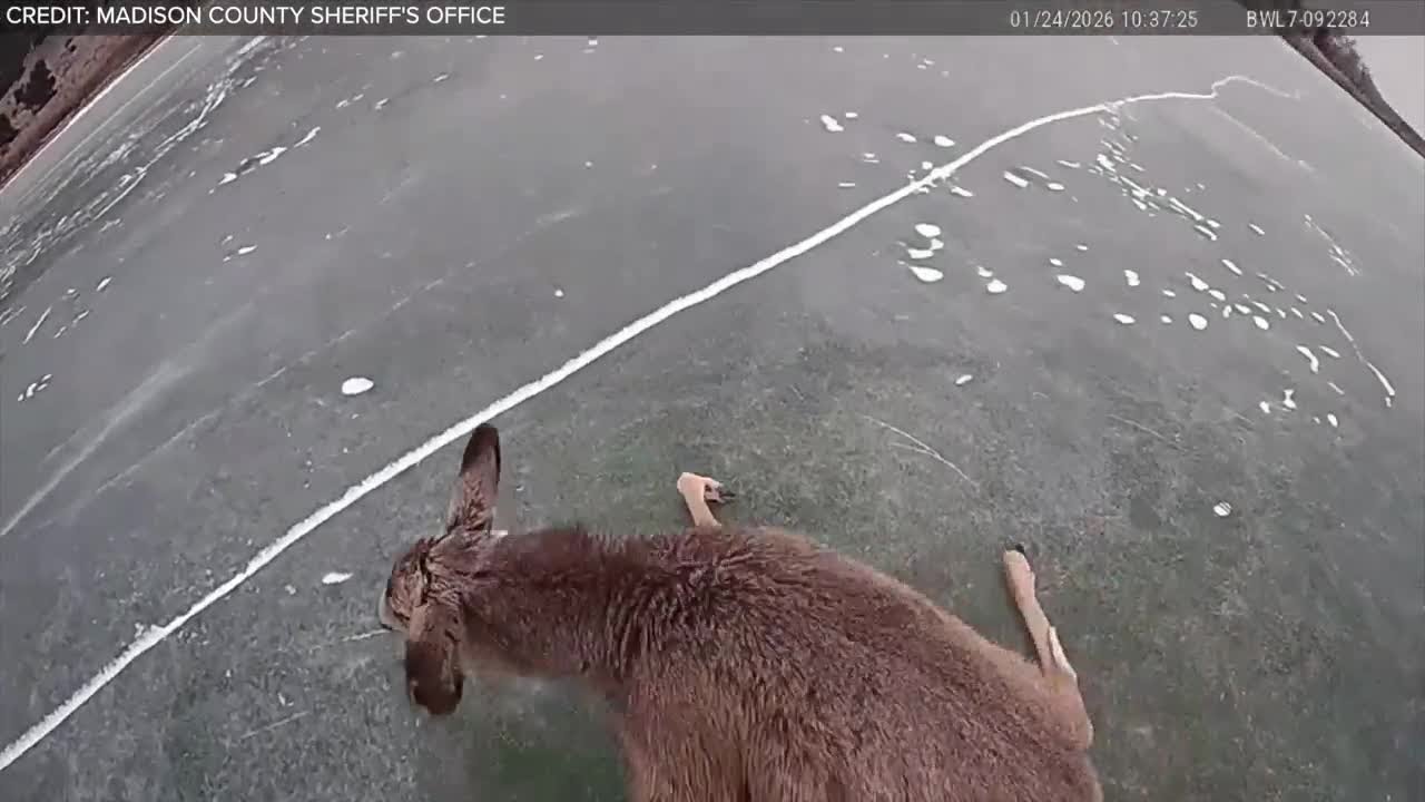 Montana deputy rescues deer stranded on frozen lake