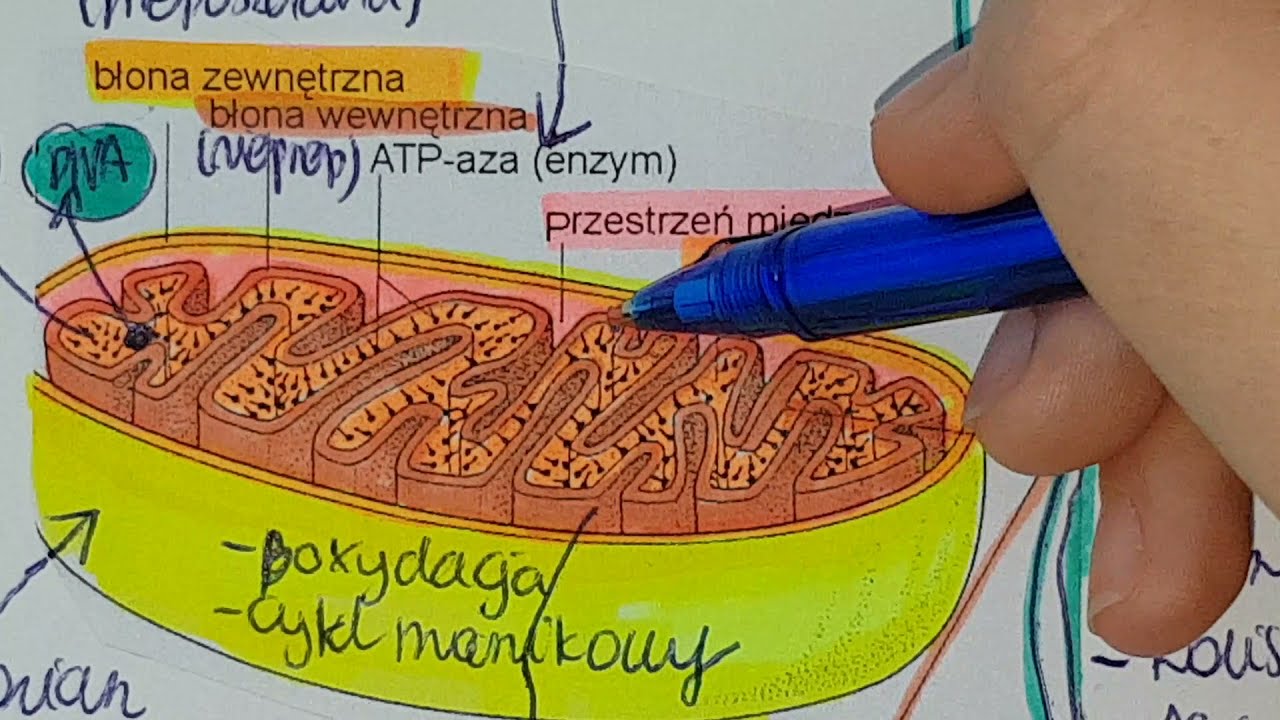 BUDOWA KOM&Oacute;RKI 2- chloropasty,lizosomy, plazmodesmy,ściana kom, wakuole , teoria endosymbiozy