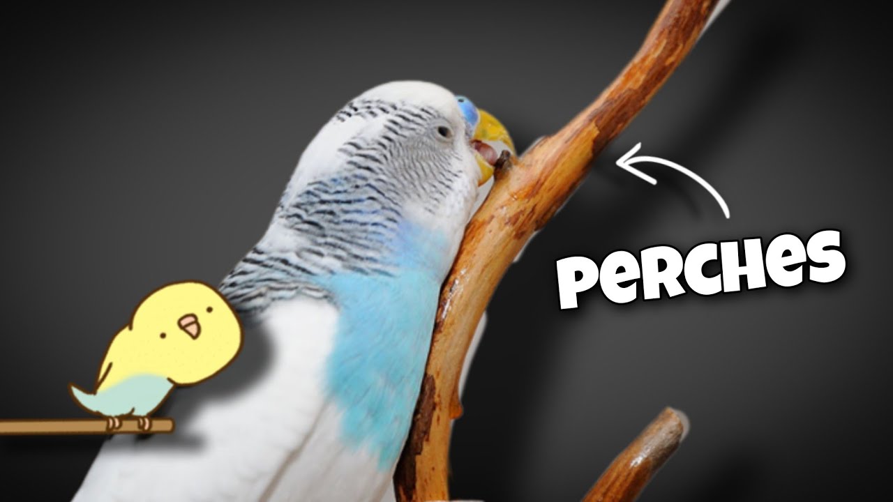The Importance of Budgie Perches: What Every Owner Should Know