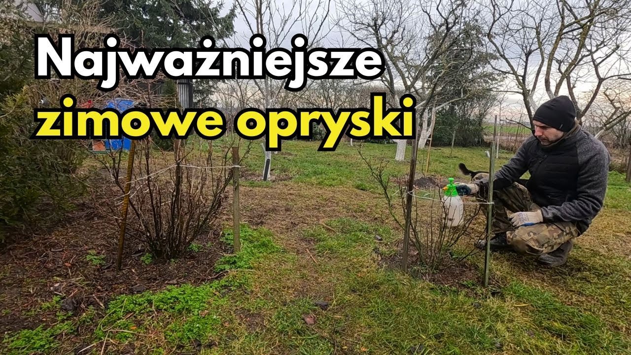 Najważniejsze zimowe opryski w sadzie i ogrodzie ozdobnym. Powiedz STOP chorobom i szkodnikiom