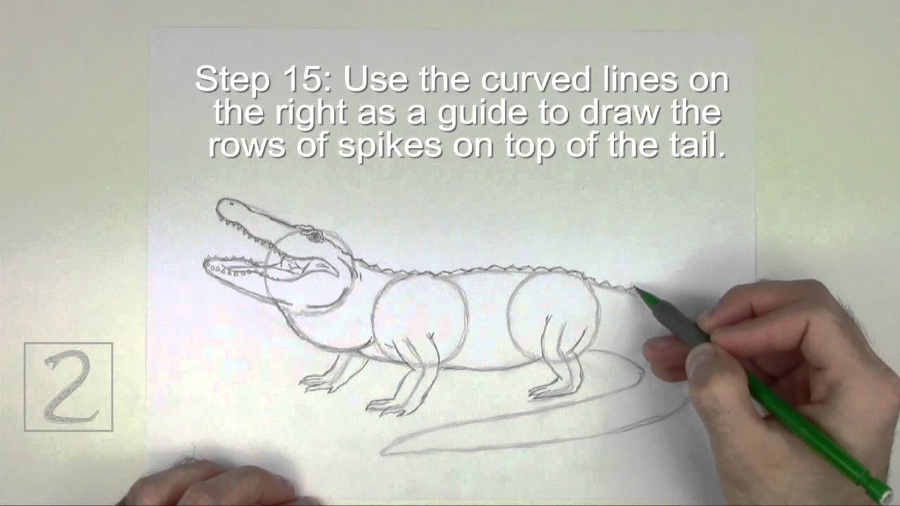 How to Draw an Alligator