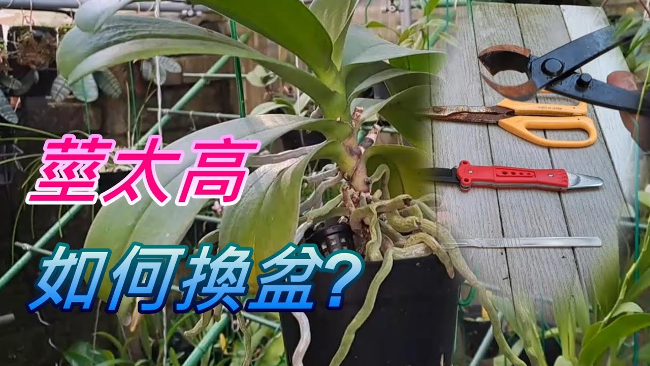 【犀利小農莊56】20240918蝴蝶蘭莖太高根太長要如何換盆 when the stem is too high and the roots are too long?