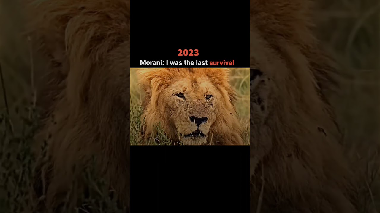 The greatest lion coalition in the history #viral #youtube #shorts #video