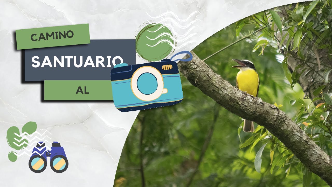 Mucho calor en la Selva Paranaense –Buscando Fauna en Puerto Iguazú