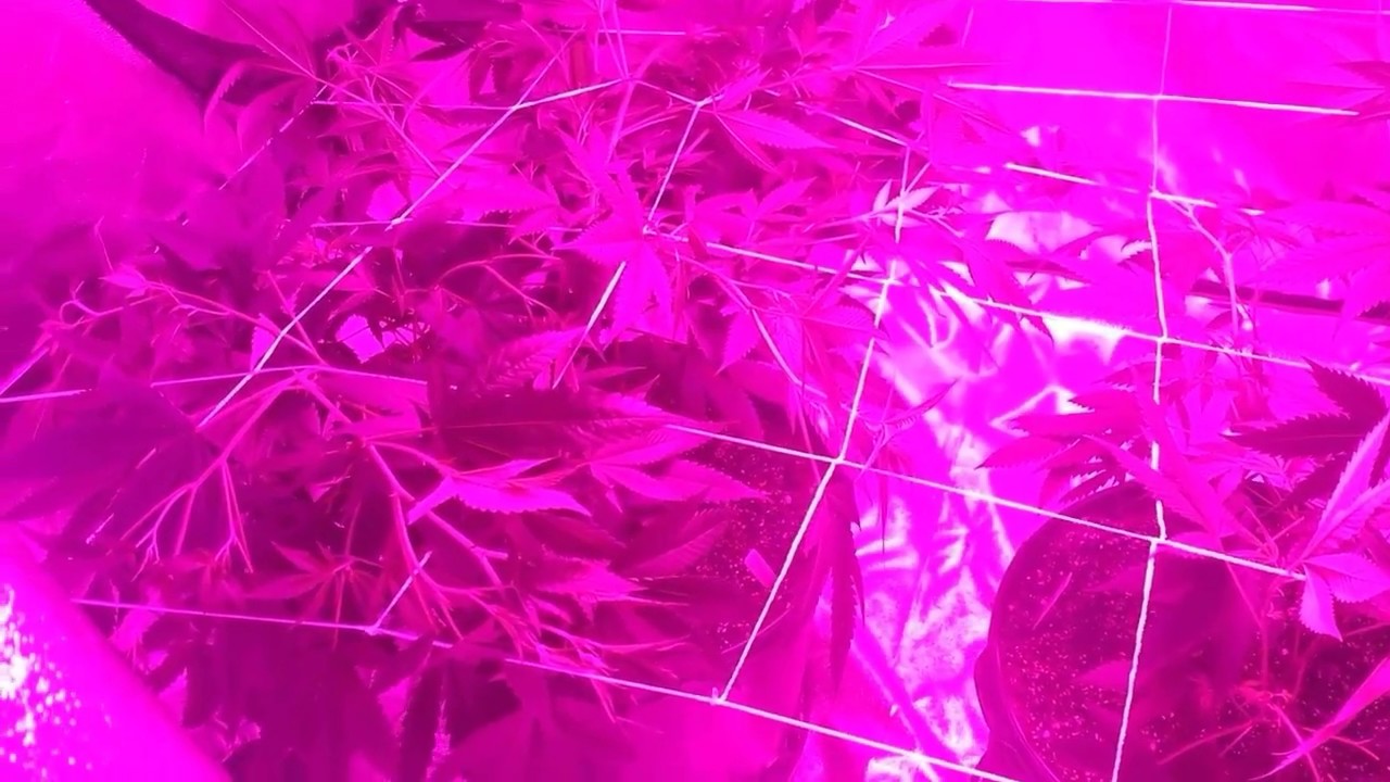 How To Set Up A Scrog Net In A Grow Tent and Low Stress Training