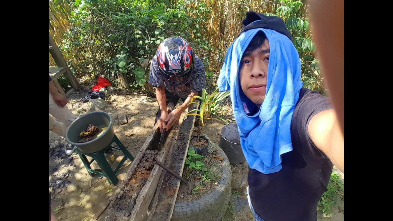 Sacando miel de abeja negra