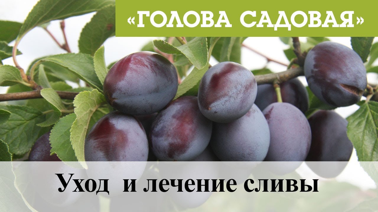 Голова садовая - Уход  и лечение сливы