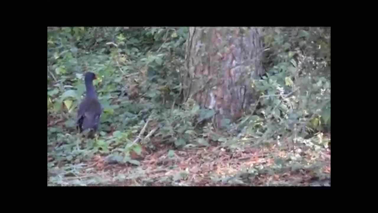 Weasel steals eggs