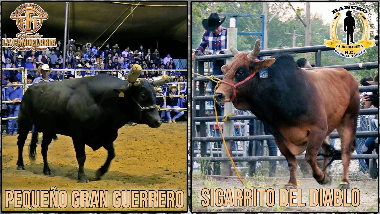Mexicano O Americano!!! Cual es tu favorito?