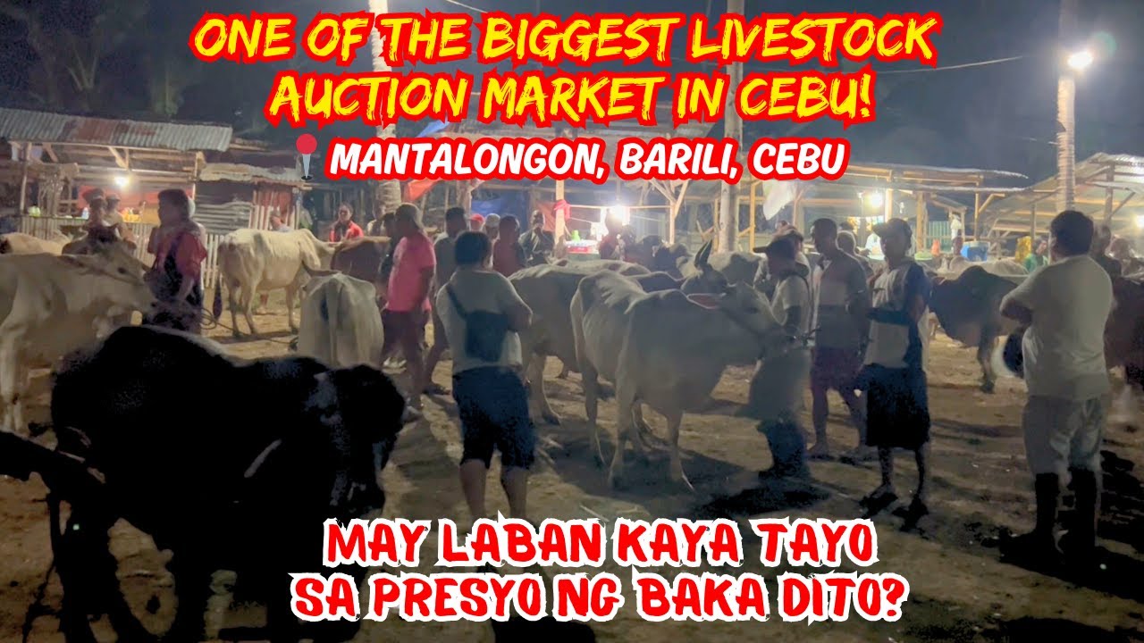 ONE OF THE BIGGEST LIVESTOCK AUCTION MARKET IN CEBU! | MAY LABAN KAYA TAYO SA PRESYO NG BAKA DITO?