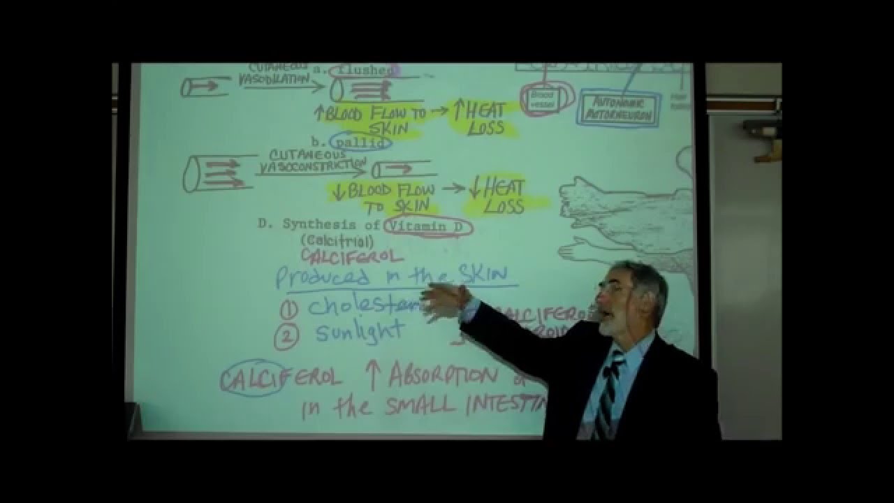 ANATOMY; THE INTEGUMENT; Part 1 by Professor Fink