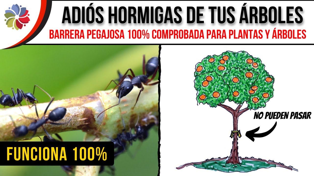 🐜 ELIMINA el 100% de las HORMIGAS en tus ÁRBOLES con ESTA TRAMPA PEJAGOSA - ¡NO FALLA!