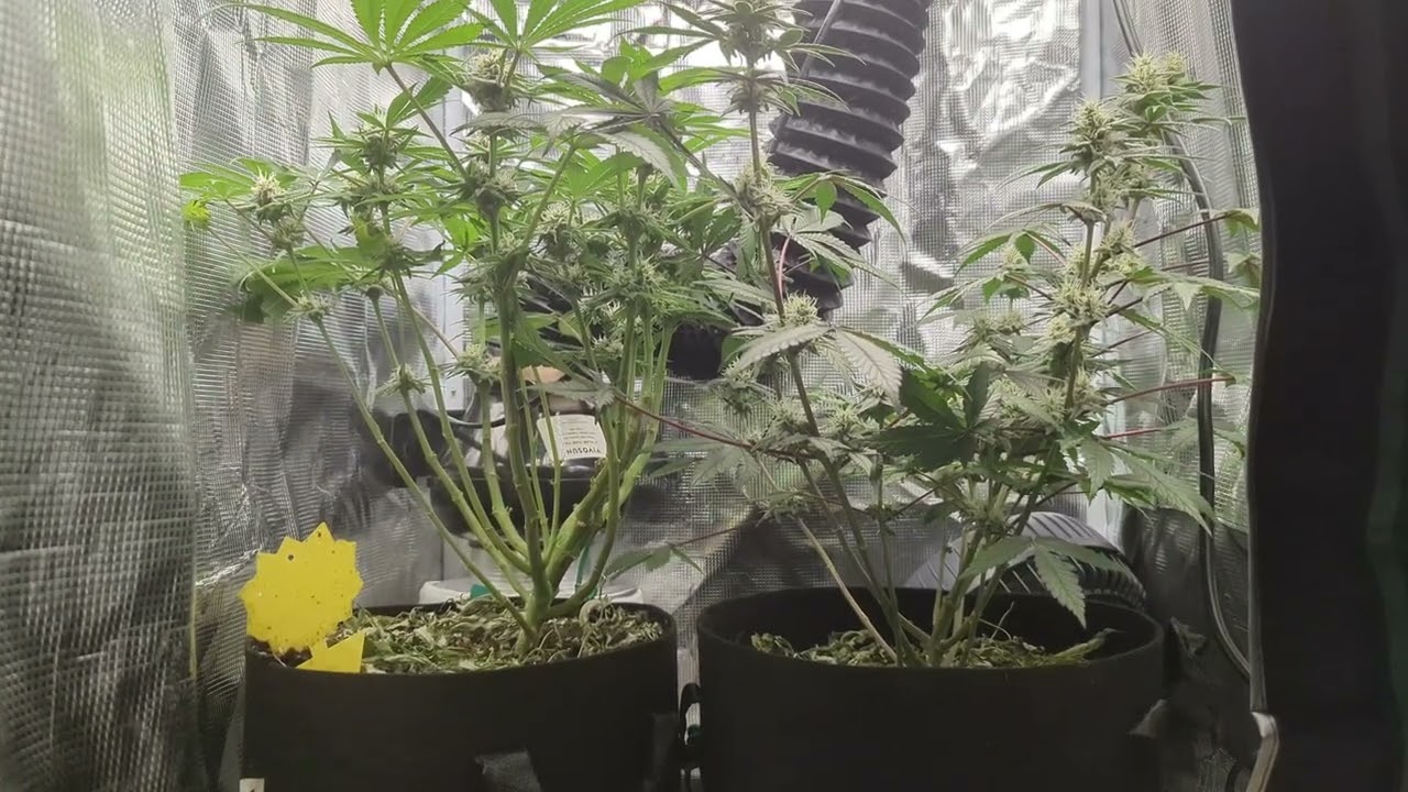 09/17/2024 Papa Smurf (F) by Atlas Seeds/Blueberry Breath #6 x Very Cherry (R) by Okcalyxx Genetics
