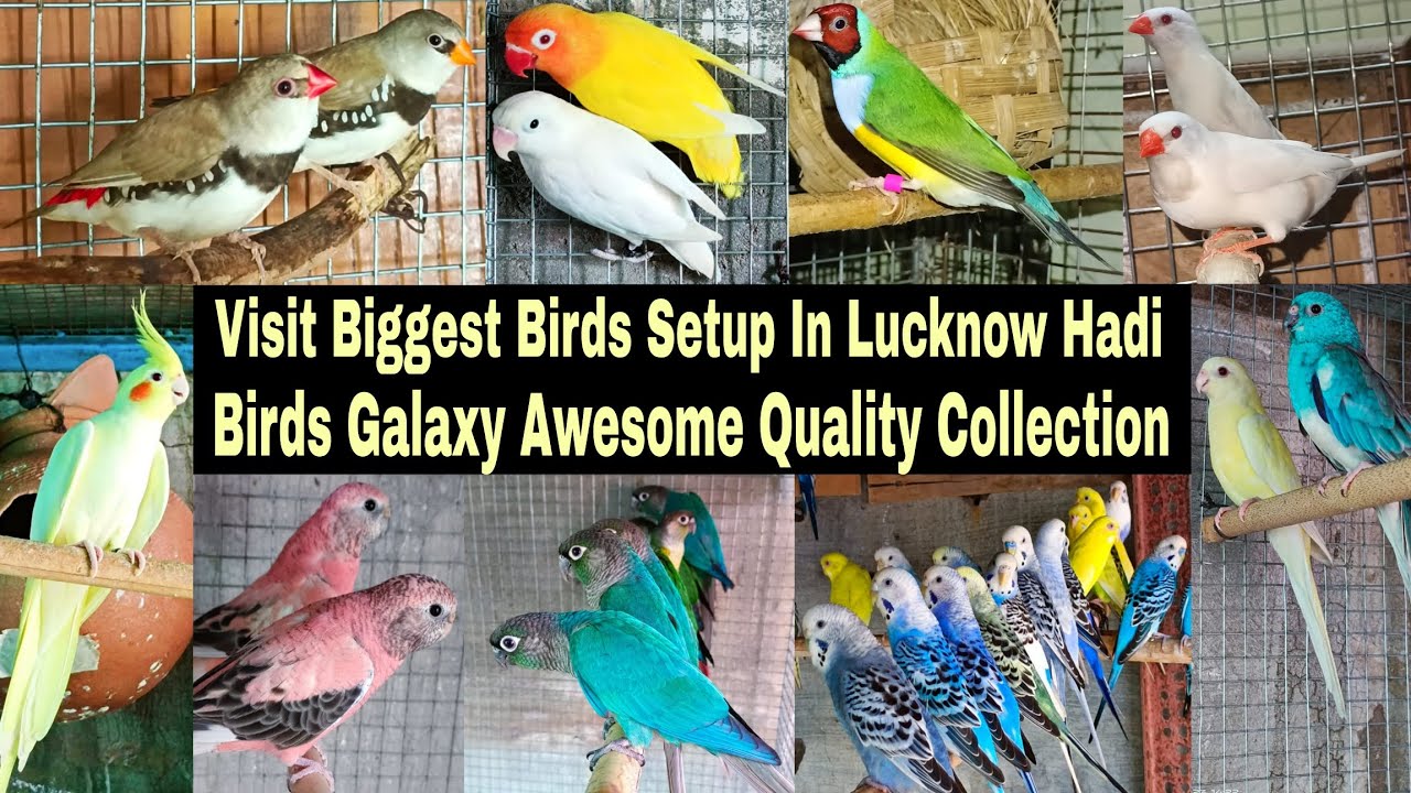 Visit Quality Birds Setup In Lucknow One Of The Huge Exotic Birds Collection In Hadi Birds Galaxy