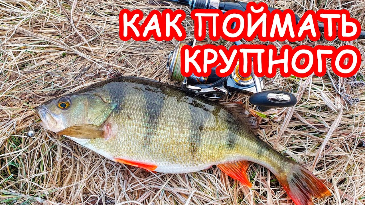 КАК ПОЙМАТЬ КРУПНОГО ОКУНЯ. ЛОВЛЯ ОКУНЯ НА СПИННИНГ. РЫБАЛКА НА ОКУНЯ