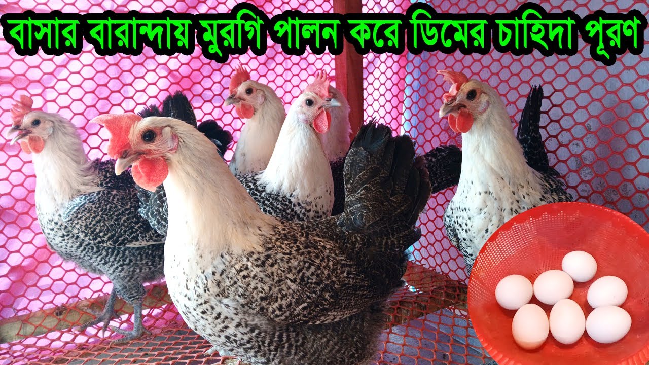 🐓 বাসায় বারান্দায় আমি যেভাবে মুরগি পালন করি । খাঁচায় ফাওমি মুরগি পালন পদ্ধতি । A টু Z বিস্তারিত 🐓