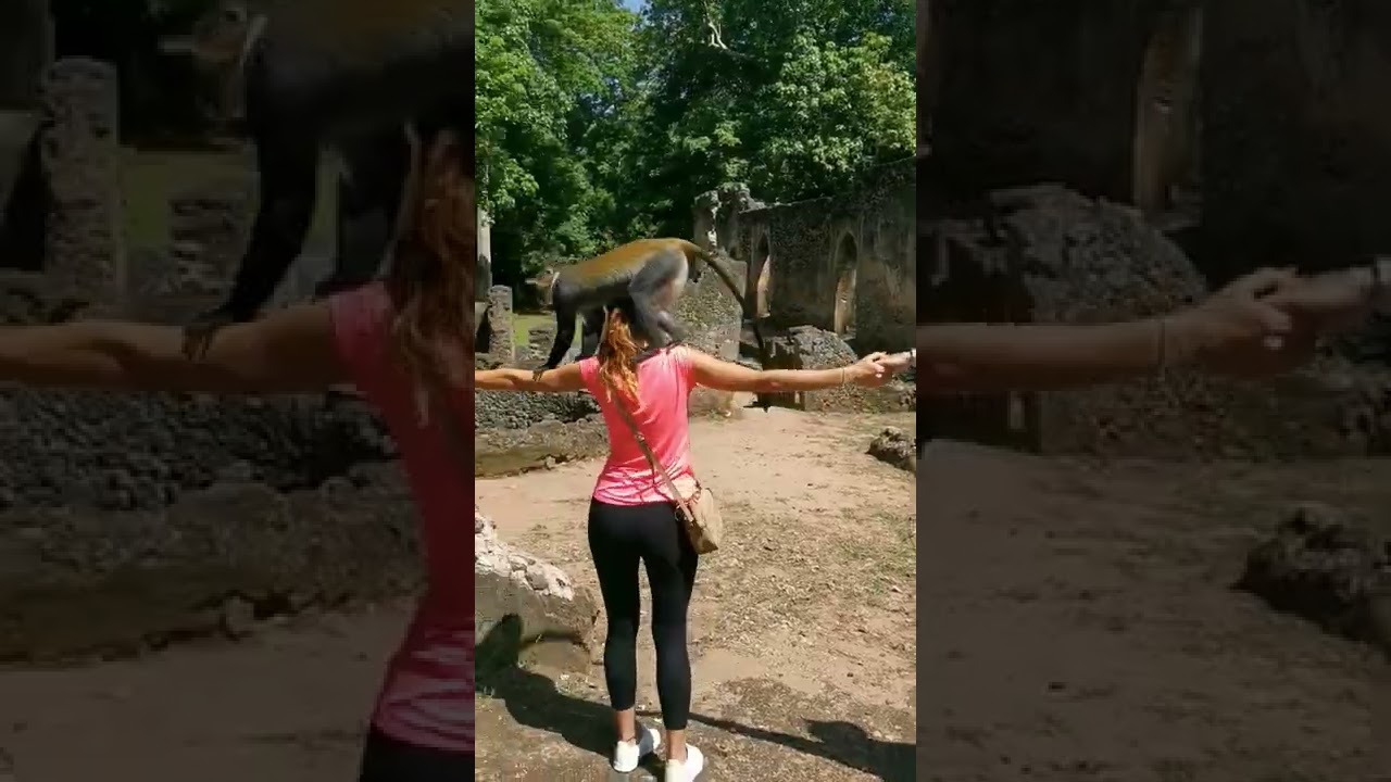 monkey in the village