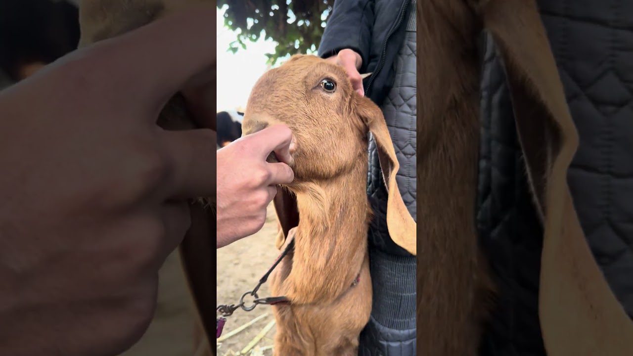 I&rsquo;m trying to open baby goat 🐐 mouth but I think he is scared 😱- beautiful goat #animals #animals