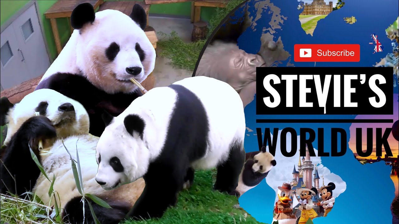 GIANT PANDAS TIAN TIAN & YANG GUAN AT EDINBURGH ZOO