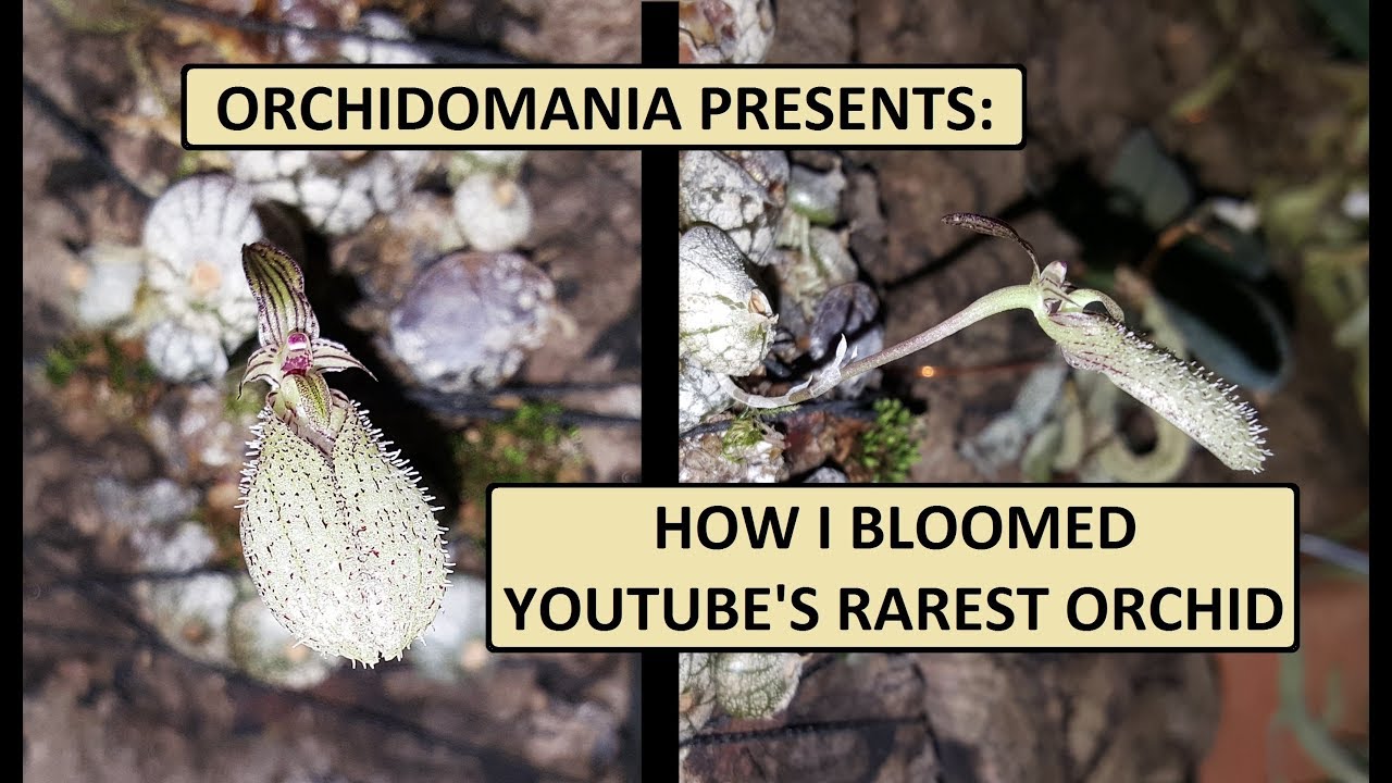 Orchidomania Presents: How I bloomed YouTube's Rarest Orchid