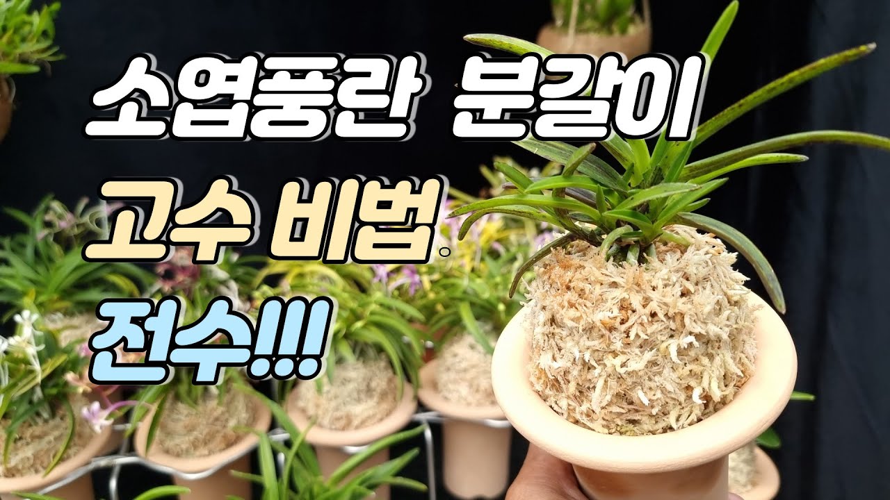 소엽풍란 분갈이 하는 법 (분갈이 화분 선물 이벤트)