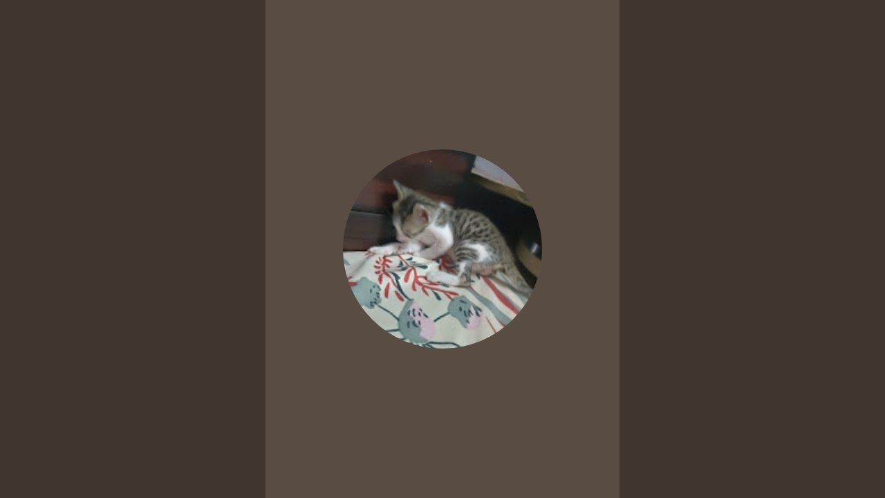 cat play time || Kitto is live on 21 February 2026