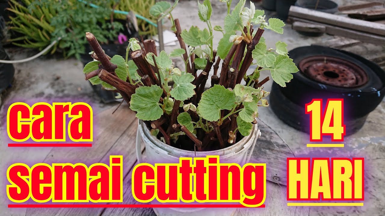 cara mudah semai cutting anggur | 14 hari tunas sudah gondrong ‼️🔥🍇