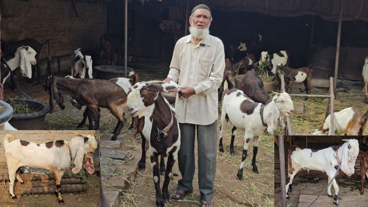 GORE bhai goat farm goat hyderabadi a1 quality female or male Gulabi