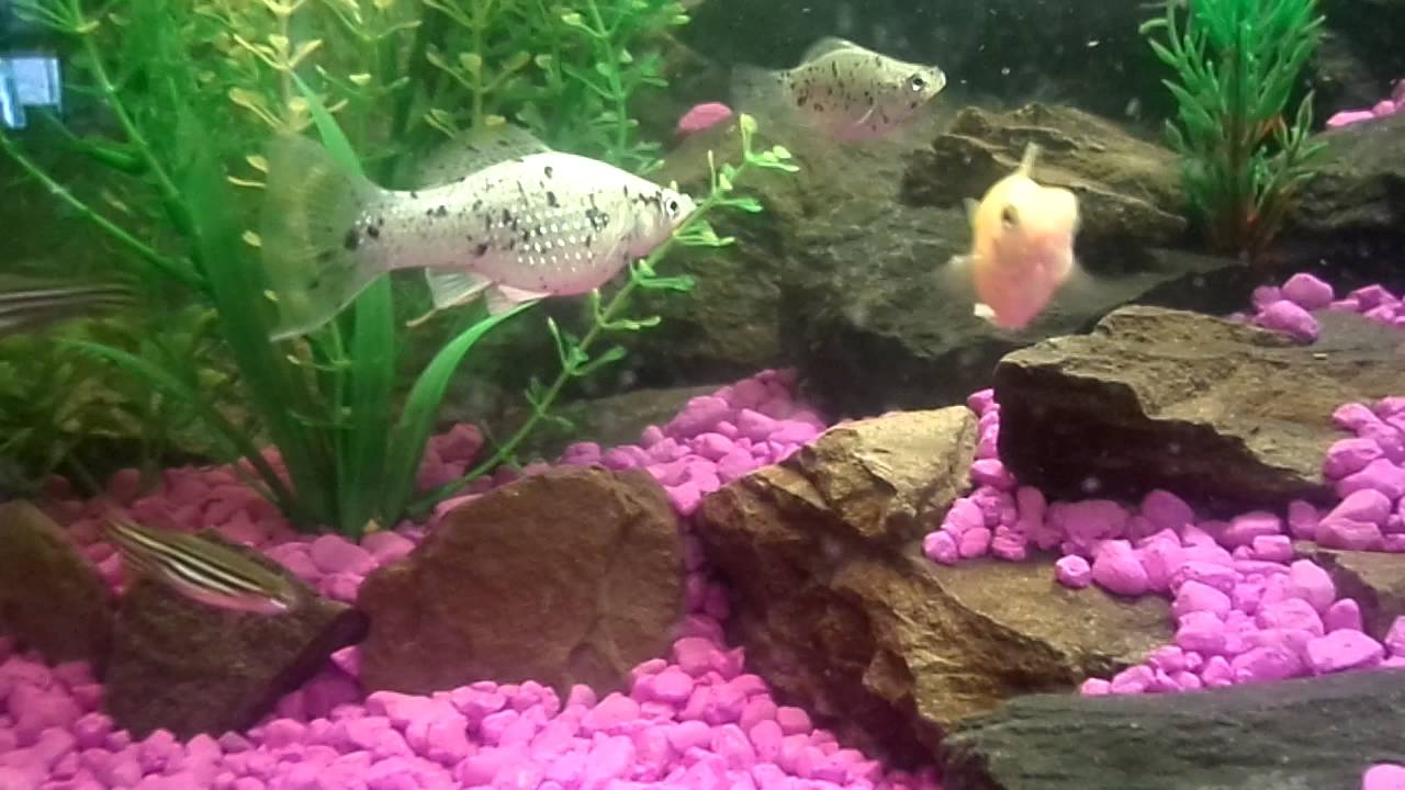 My father's aquascape 2016