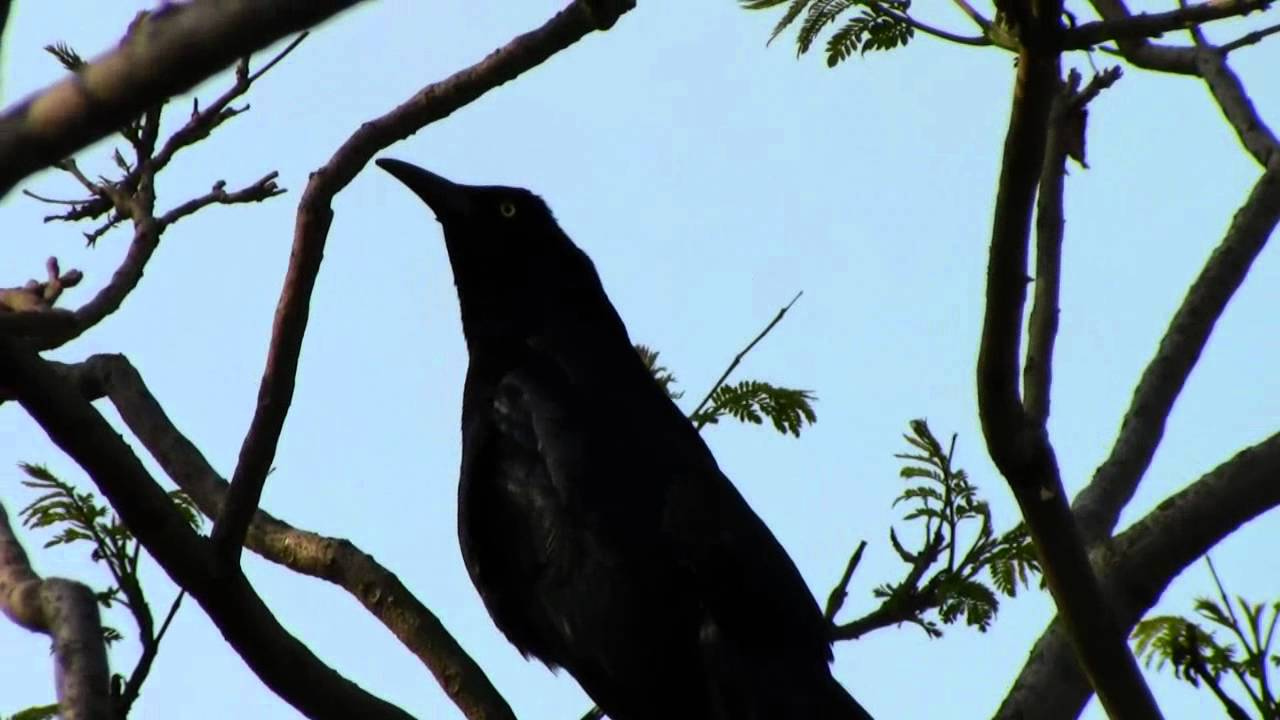 Zanate Cantando en el Parque Ecológico Xochimilco by trucha1618xx