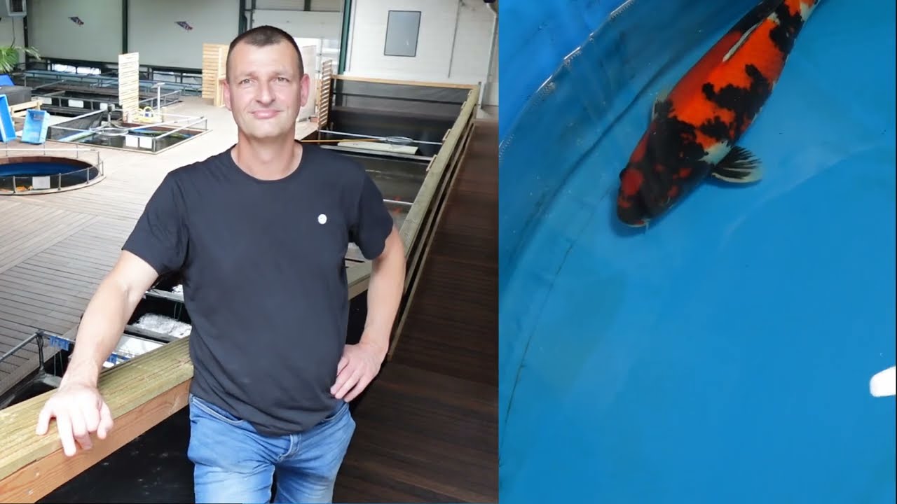 Mijn Showa eindelijk ophalen na 1,5 jaar!