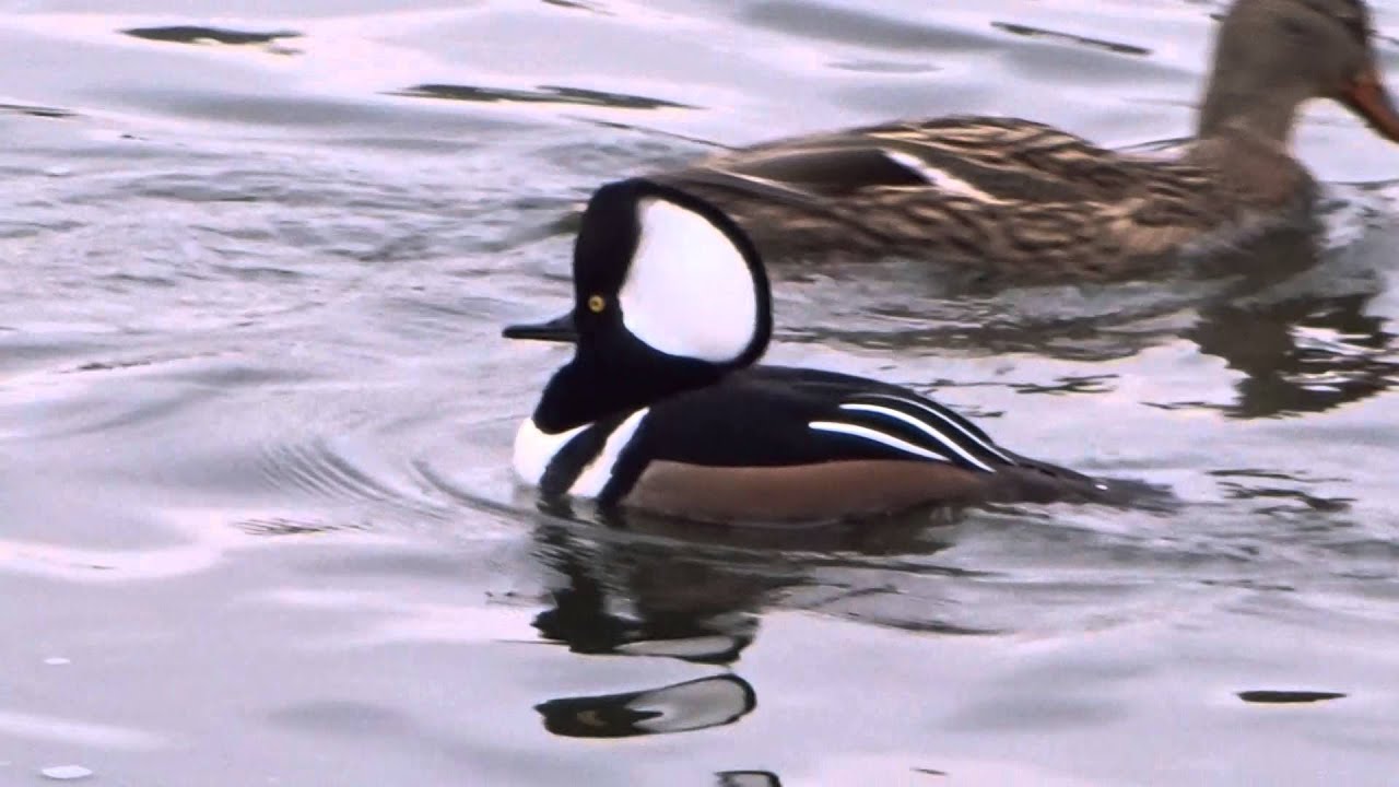 Hooded Merganser Sound