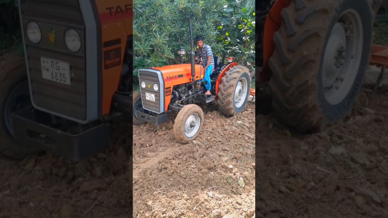 Tractor working video🔥👊| Tafe Tractor Sri Lanka | Best Tractor Farmer&nbsp;#tractor&nbsp;#viral&nbsp;#video&nbsp;#shorts
