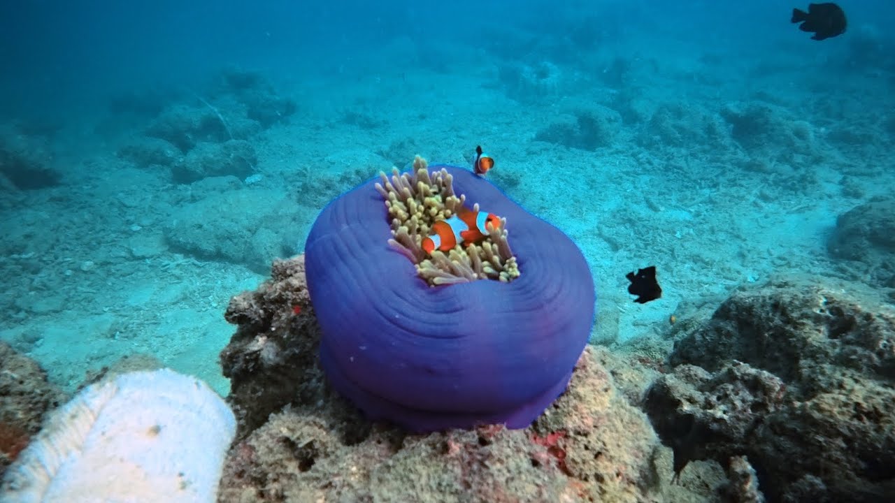 Deep sea diving - Following the fishes and the beautiful corals #andaman #scubadiving #insta360 