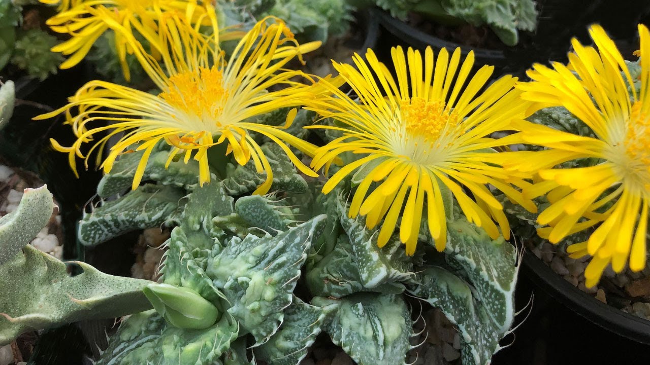Faucaria — суккулентные сорта «Tigers Jaws» и уход за ними. Включает F. tigrina, F. candida, F. t...