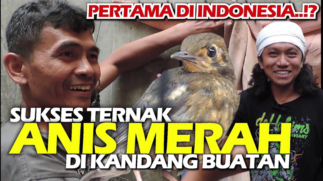 PERTAMA DI INDONESIA, AKHIRNYA ADA JUGA YANG BERHASIL MENANGKARKAN ANIS MERAH DI KANDANG TERNAK!
