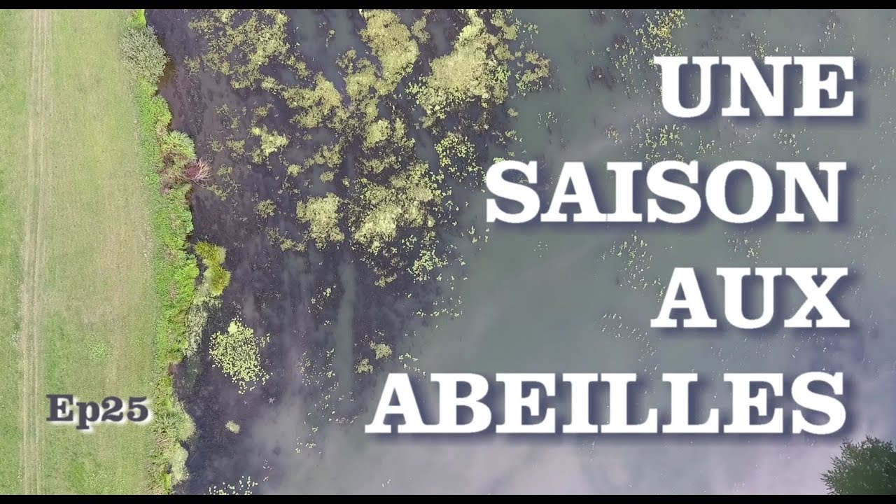 UNE SAISON AUX ABEILLES -E25- 
