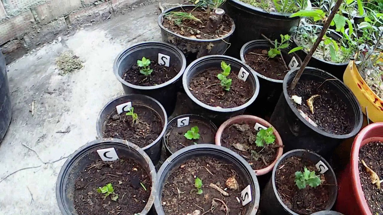 Encina trasplante a maceta