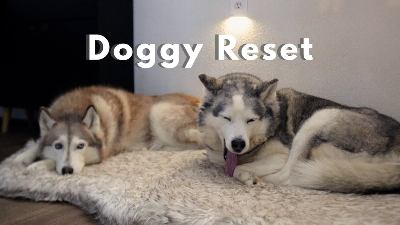 A Cozy Doggy Reset Day | Grooming, Cleaning & a Calm Night In